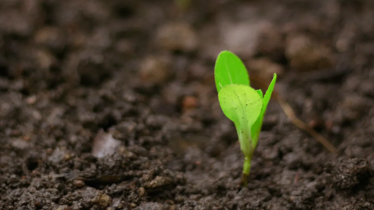 a lone seedling growing in a patch
