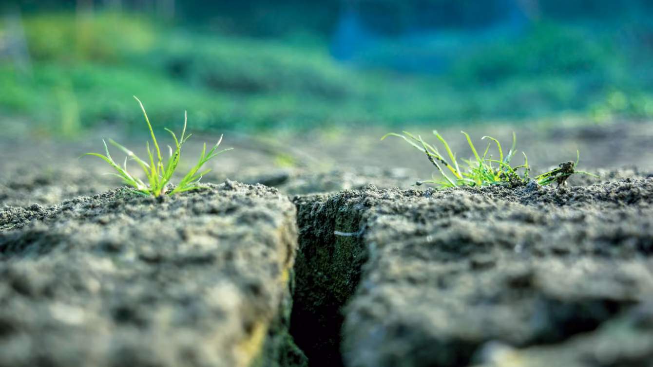 two small plants growing with a crack in the soil between them